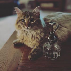 Meet your Posher, Meg